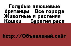 Голубые плюшевые британцы - Все города Животные и растения » Кошки   . Бурятия респ.